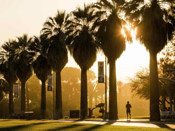 sun-and-trees