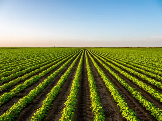 Agriculture_AdobeStock.jpeg