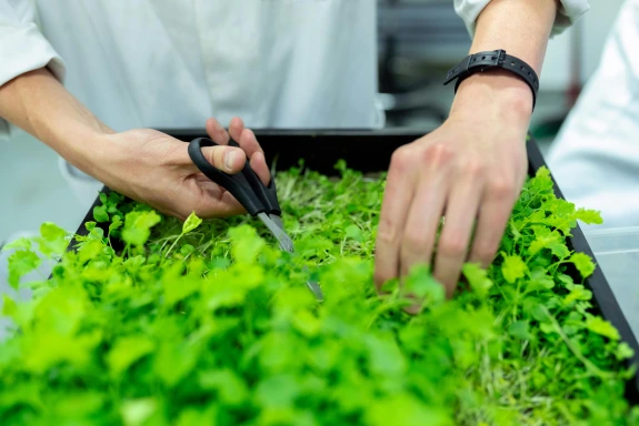 Person cutting plants with scissors