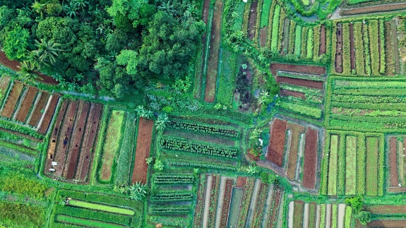 Vegetation top shot
