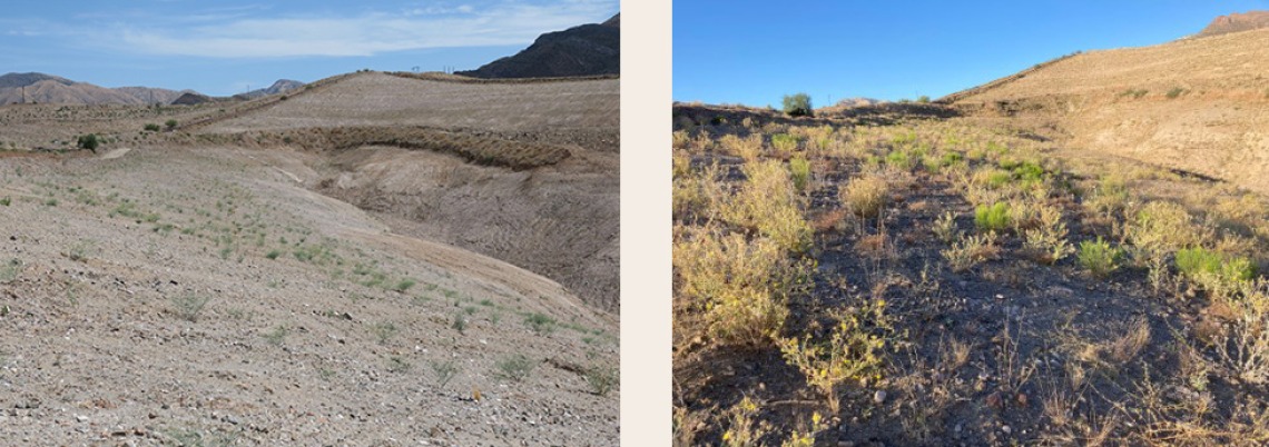 minesite before and after revegetation