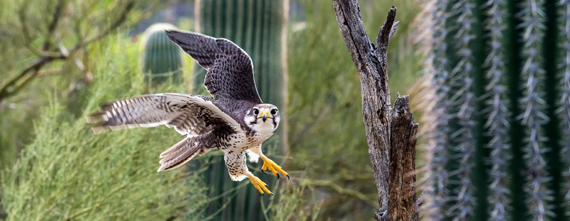 Falcon in flight and saguaro cactus.