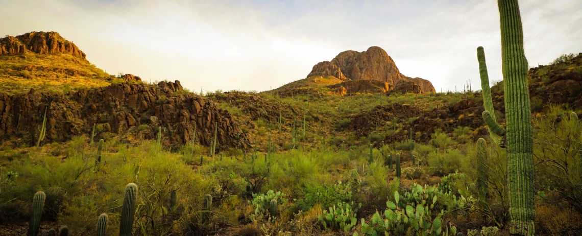 sonoran desert landscape