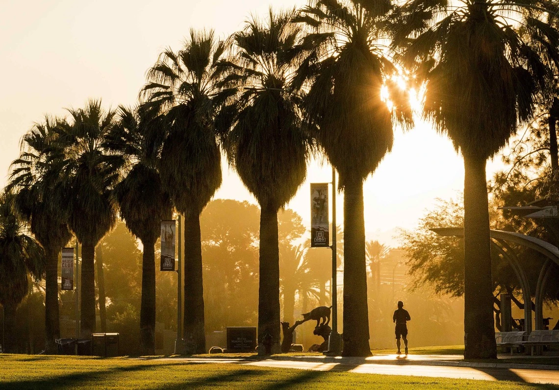 sun-and-trees