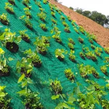 Image of revegetation in mine reclamation